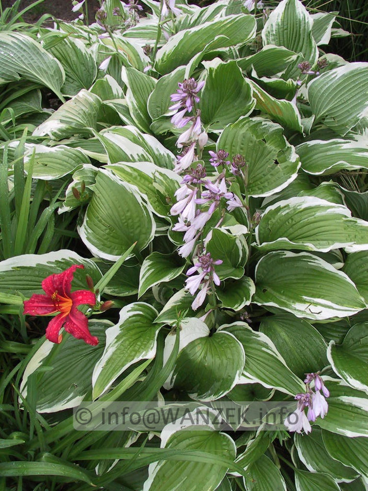 Hosta Hybride Silver Crown 07.jpg